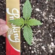 3x AUTOFLOWER tryout