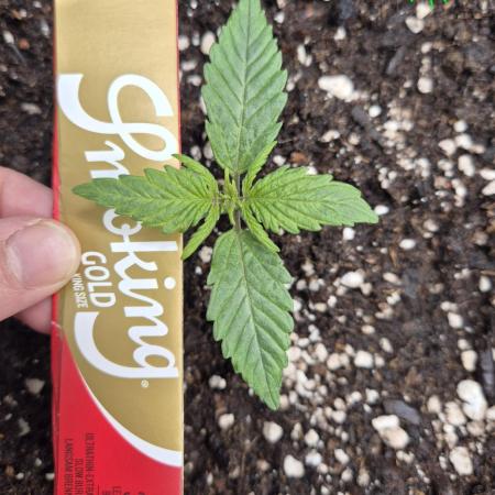 3x AUTOFLOWER tryout