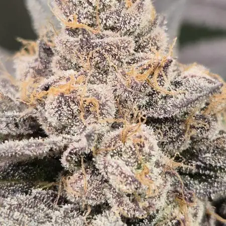 Lemon Cherry Gelato - FIRST GROW