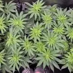 Lemon Cherry Gelato - FIRST GROW