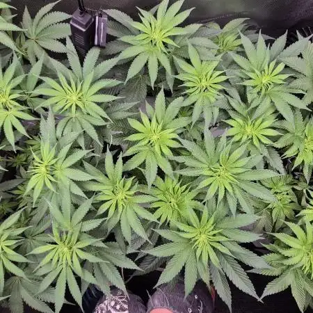 Lemon Cherry Gelato - FIRST GROW