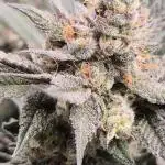 Lemon Cherry Gelato - FIRST GROW