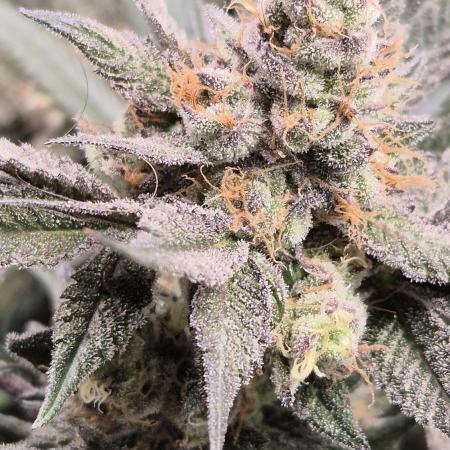 Lemon Cherry Gelato - FIRST GROW