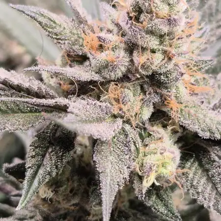 Lemon Cherry Gelato - FIRST GROW