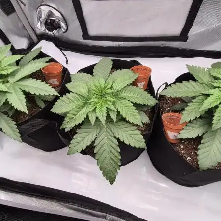 Lemon Cherry Gelato - FIRST GROW