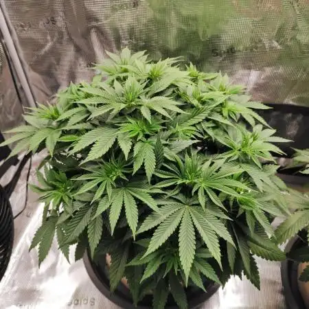 Hulk Berry 1. Grow
