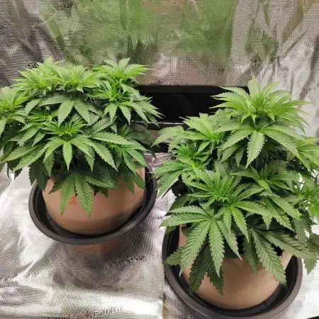 Hulk Berry 1. Grow