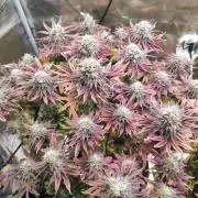 Hulk Berry 1. Grow