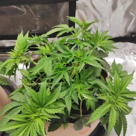 Hulk Berry 1. Grow