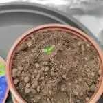 Hulk Berry 1. Grow