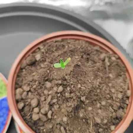 Hulk Berry