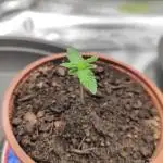 Hulk Berry 1. Grow