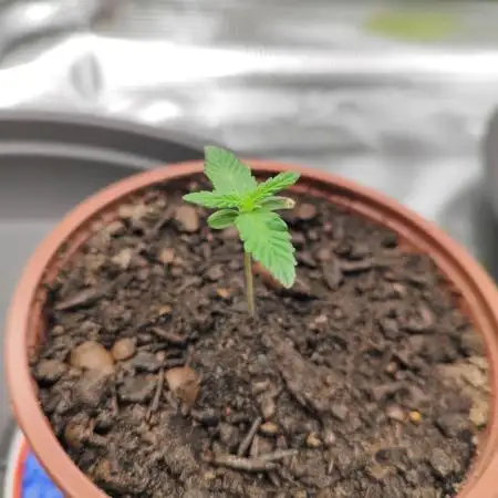 Hulk Berry 1. Grow