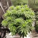 Hulk Berry 1. Grow