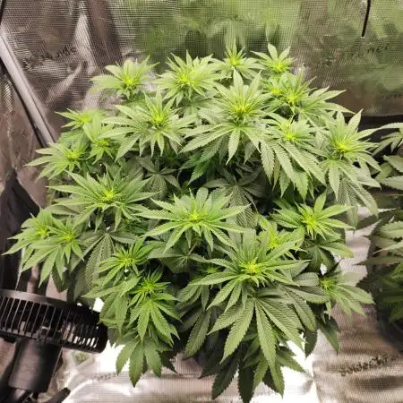 Hulk Berry 1. Grow