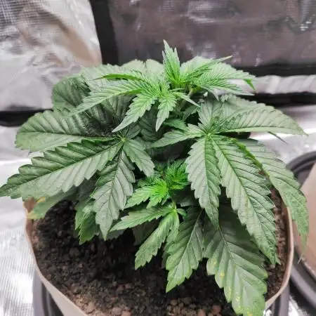 Hulk Berry 1. Grow
