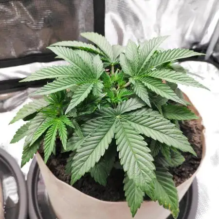 Hulk Berry 1. Grow