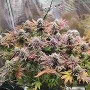 Hulk Berry 1. Grow
