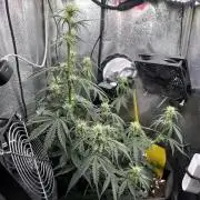 Spring Amnesia Haze