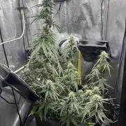 Spring Amnesia Haze