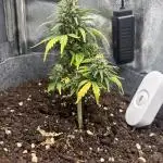 OpenGrowBox MicroGrowing