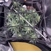 The second grow, winter is coming