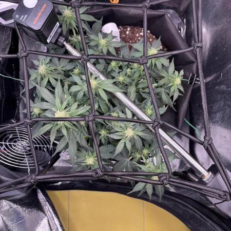 The second grow, winter is coming