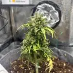 OpenGrowBox MicroGrowing