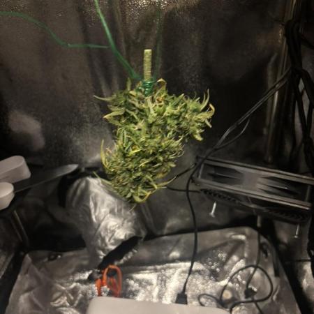 OpenGrowBox MicroGrowing