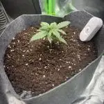 OpenGrowBox MicroGrowing