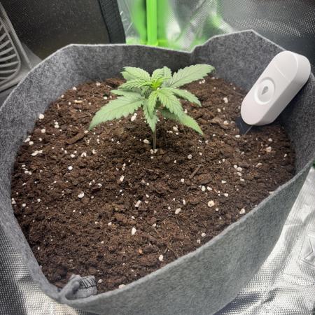 OpenGrowBox MicroGrowing
