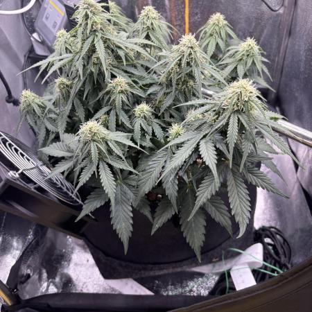 The second grow, winter is coming