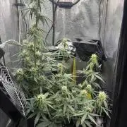 Spring Amnesia Haze