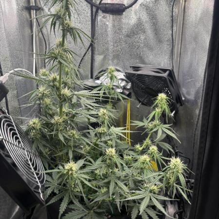 Spring Amnesia Haze