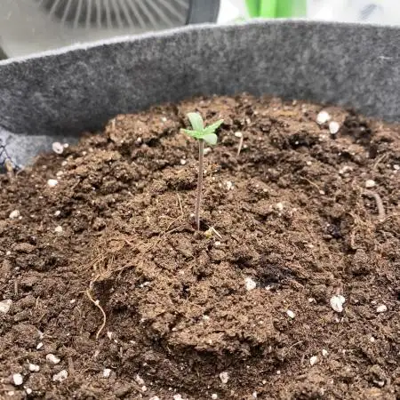 OpenGrowBox MicroGrowing