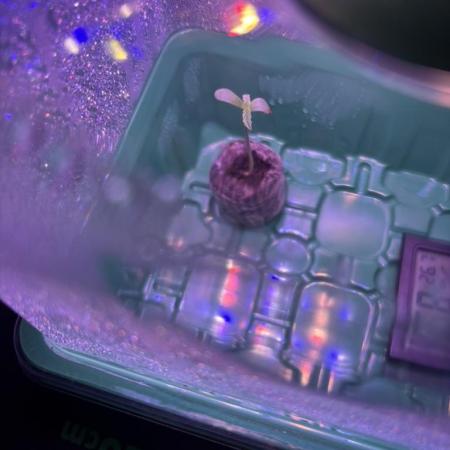 The second grow, winter is coming