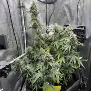 Spring Amnesia Haze