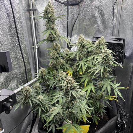 Spring Amnesia Haze