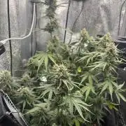 Spring Amnesia Haze