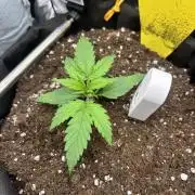 Spring Amnesia Haze