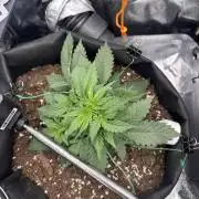 The second grow, winter is coming