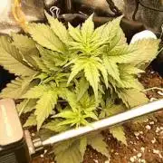 The second grow, winter is coming