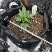 The second grow, winter is coming