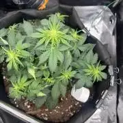 The second grow, winter is coming