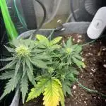 OpenGrowBox MicroGrowing