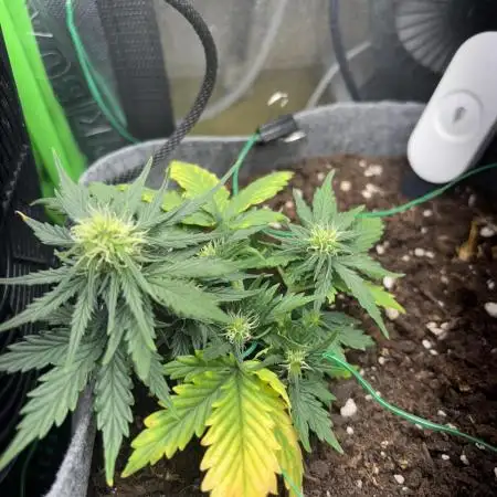 OpenGrowBox MicroGrowing