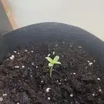 First time growing