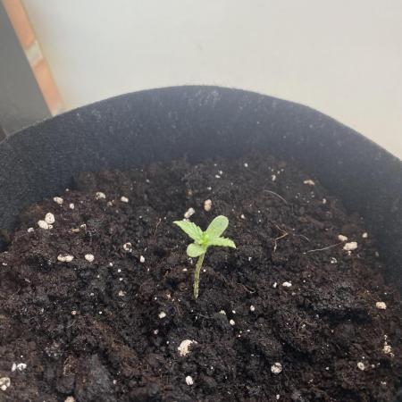 First time growing