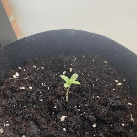 First time growing