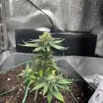 OpenGrowBox MicroGrowing